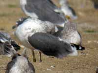 Goéland brun Larus fuscus H'791