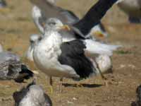 Goéland brun Larus fuscus H'791