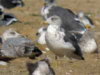 Goéland brun Larus fuscus H'791