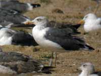 Goéland brun Larus fuscus HH·AR