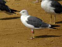 Goéland brun Larus fuscus J4