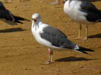 Goéland brun Larus fuscus J4