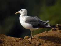 Goéland brun Larus fuscus JHH3