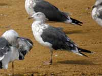 Goéland brun Larus fuscus JHH3