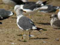 Goéland brun Larus fuscus KL.AT