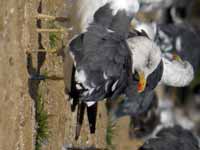 Goéland brun Larus fuscus KL.AT