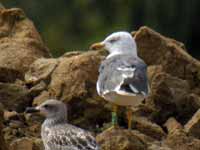 Goéland brun Larus fuscus M·ACT