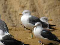 Goéland brun Larus fuscus M·ACT