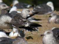 Goéland brun Larus fuscus NJ·AV