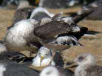 Goéland brun Larus fuscus NJ·AV