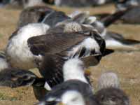 Goéland brun Larus fuscus NJ·AV