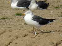 Goéland brun Larus fuscus R:A3C