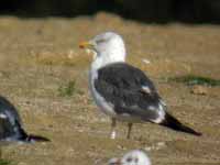 Goéland brun Larus fuscus R:C7P