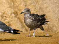 Goéland brun Larus fuscus R:H4K