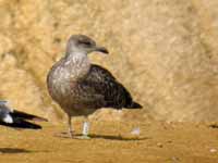 Goéland brun Larus fuscus R:H4K