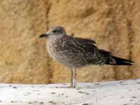 Goéland brun Larus fuscus R:H4K