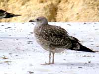 Goéland brun Larus fuscus R:H4K