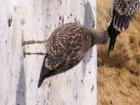 Goéland brun Larus fuscus R:H4K