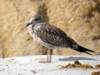 Goéland brun Larus fuscus R:H7C