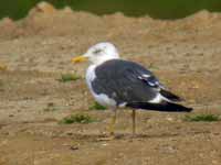 Goéland brun Larus fuscus T.H