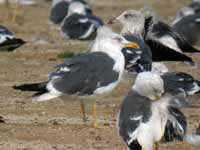 Goéland brun Larus fuscus T.H