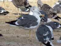 Goéland brun Larus fuscus T.H