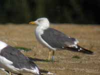 Goéland brun Larus fuscus V.168