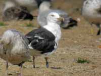 Goéland brun Larus fuscus V.C4Z