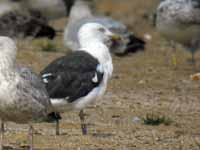 Goéland brun Larus fuscus V.C4Z