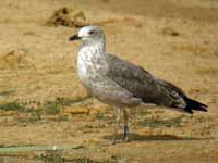 Goéland brun Larus fuscus V.H7T