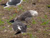 Goéland brun Larus fuscus ER-N