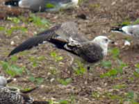 Goéland brun Larus fuscus ER-N