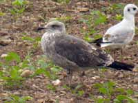 Goéland brun Larus fuscus Y8