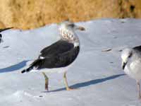 Goéland brun Larus fuscus 28