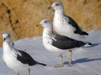 Goéland brun Larus fuscus 28