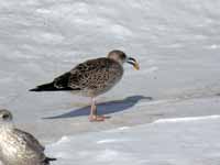 Goéland brun Larus fuscus 4·X