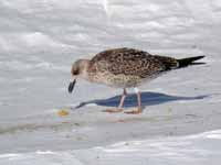 Goéland brun Larus fuscus 4·X