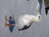 Goéland brun Larus fuscus 944N