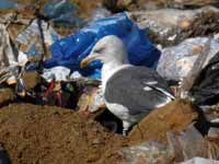 Goéland brun Larus fuscus BV