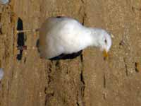 Goéland brun Larus fuscus CUM