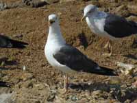 Goéland brun Larus fuscus CUM