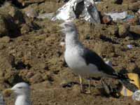 Goéland brun Larus fuscus D6