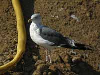 Goéland brun Larus fuscus E