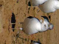 Goéland brun Larus fuscus GZ