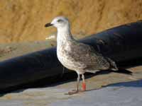 Goéland brun Larus fuscus H.699