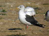 Goéland brun Larus fuscus J4