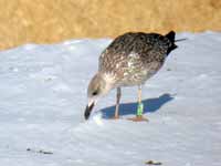 Goéland brun Larus fuscus K·AMP