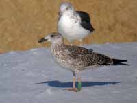 Goéland brun Larus fuscus K·AMP