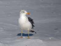 Goéland brun Larus fuscus LGA·W