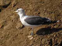 Goéland brun Larus fuscus LGA·W